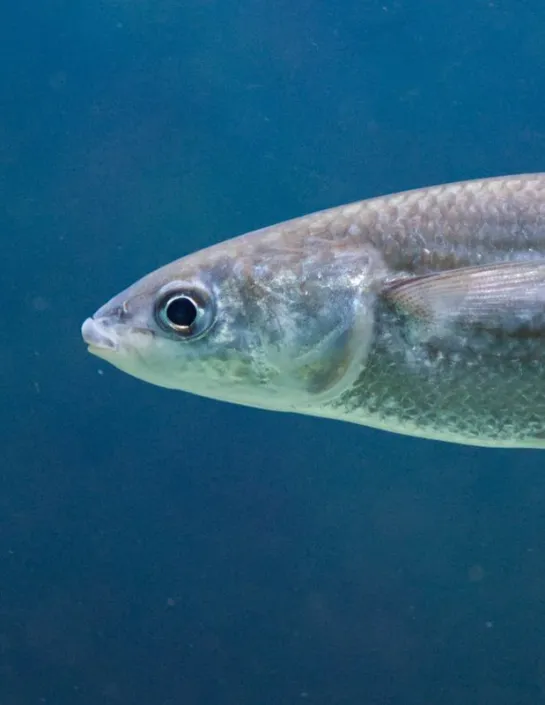 The thick-lipped grey mullet